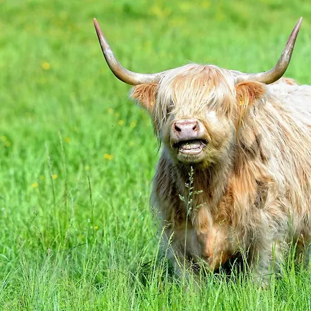 Suite Petite - Ferienapartment Mit 3 Schlafzimmern 아파트 *