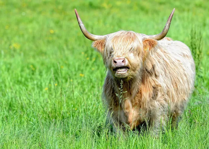 Suite Petite - Ferienapartment Mit 3 Schlafzimmern 아파트 *